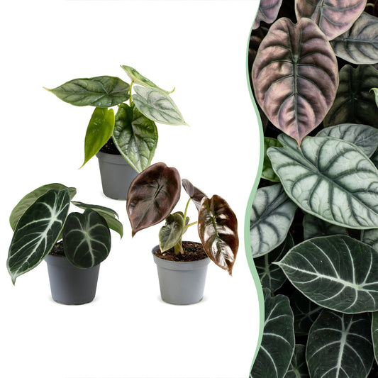 3x Baby Alocasia Tricolour - Rosso - Verde - Nero - Tropicale - Ø6cm - ↕12cm