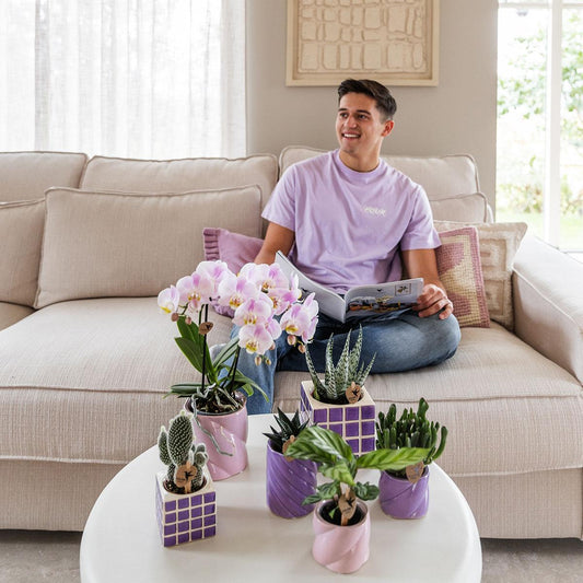 Orchidee colibrì | Orchidea phalaenopsis viola El Salvador + Mosa vaso decorativo lilla - dimensioni vaso Ø9cm | pianta d'appartamento in fiore - fresca dal coltivatore
