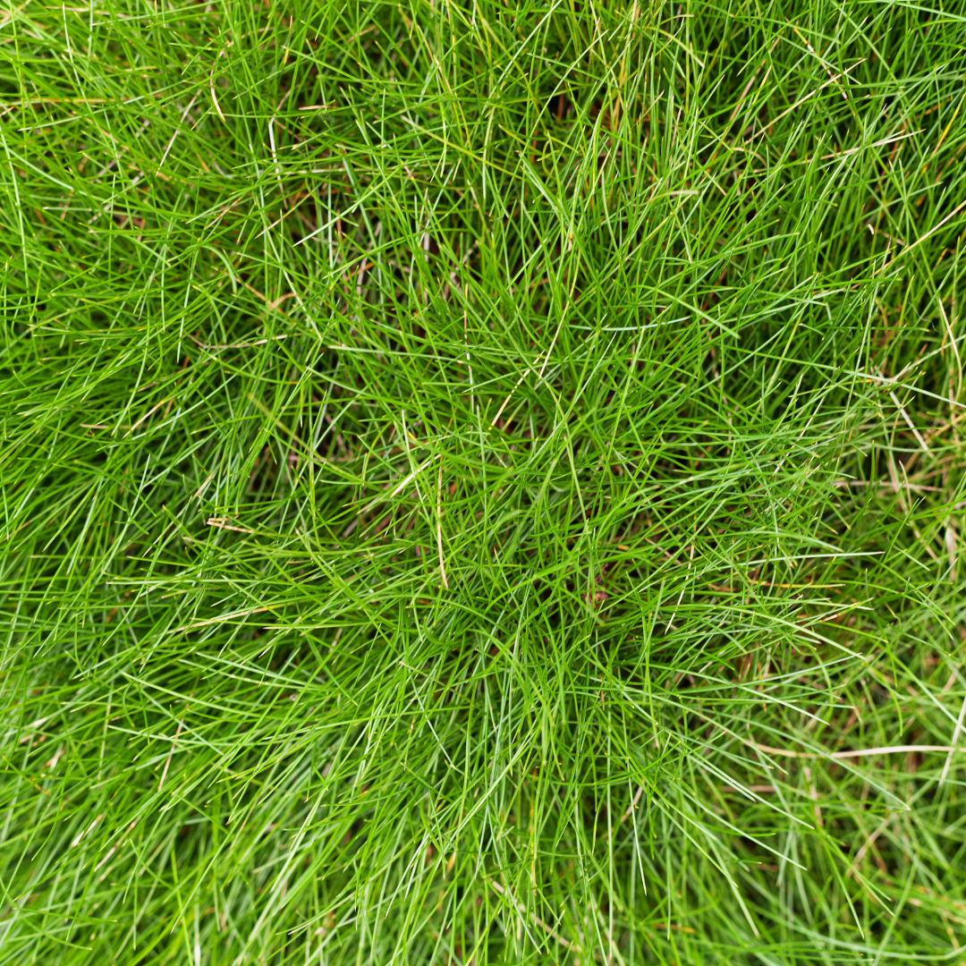 6x Festuca gautieri - ↕10-25cm - Ø9cm