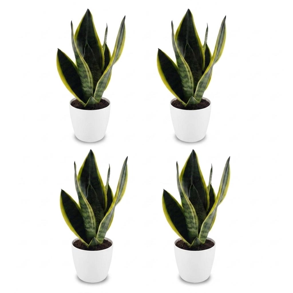 Green boutiQ - Sansevieria Future Superb - Snake Plant - 4 Plants - with White Potter - Pot 12cm - Height - 35cm