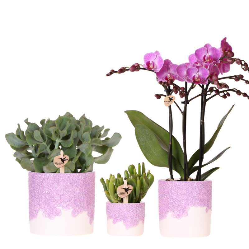 Kolibri Company | Set di piante Bloom Purple | Orchidea Vienna viola + piante verdi incl. vasi decorativi