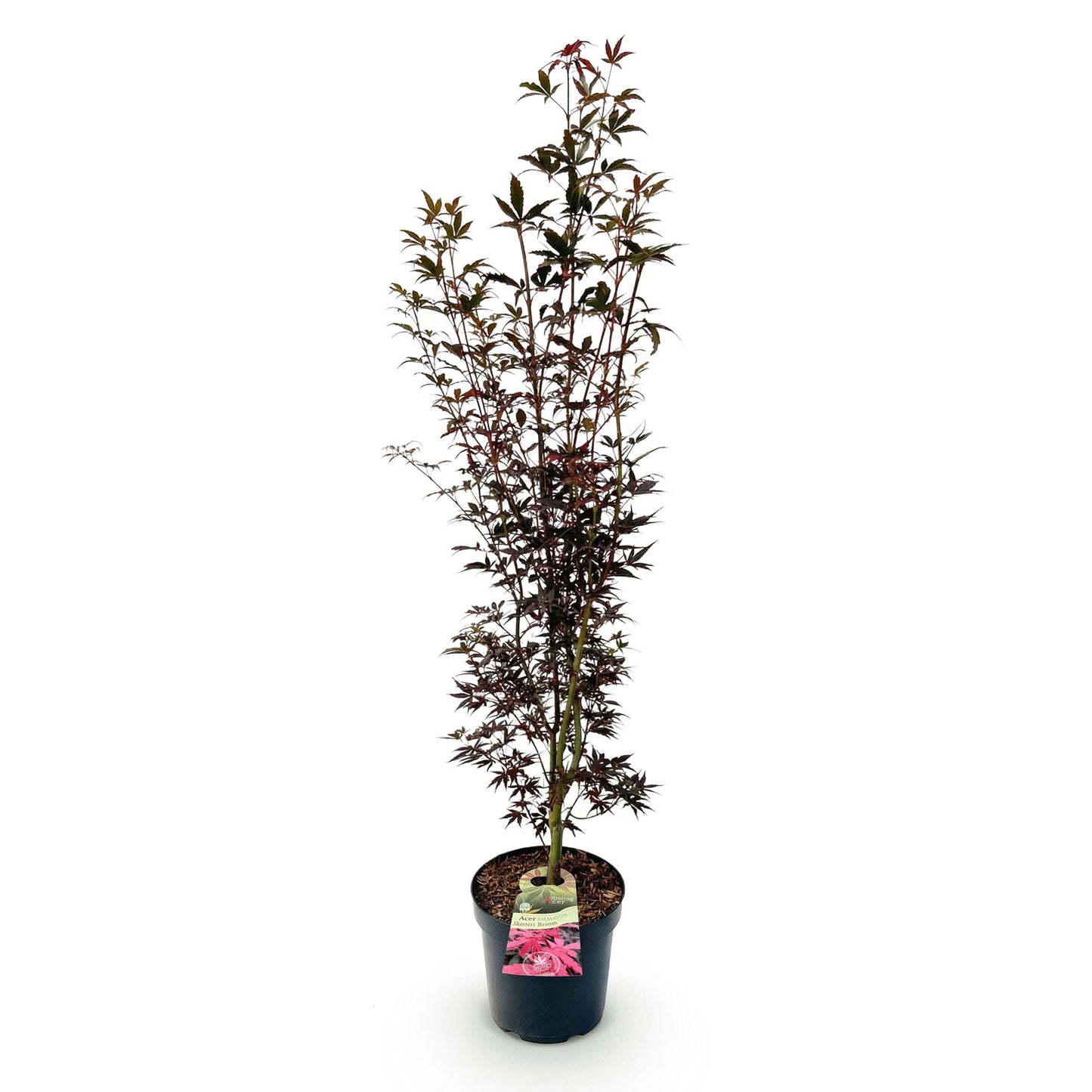 Tuinplant - Acer palmatum Skeeters Broom - Japanse Esdoorn - Bladverliezend - Rood - 1 - Pot 26cm - Hoogte 90cm