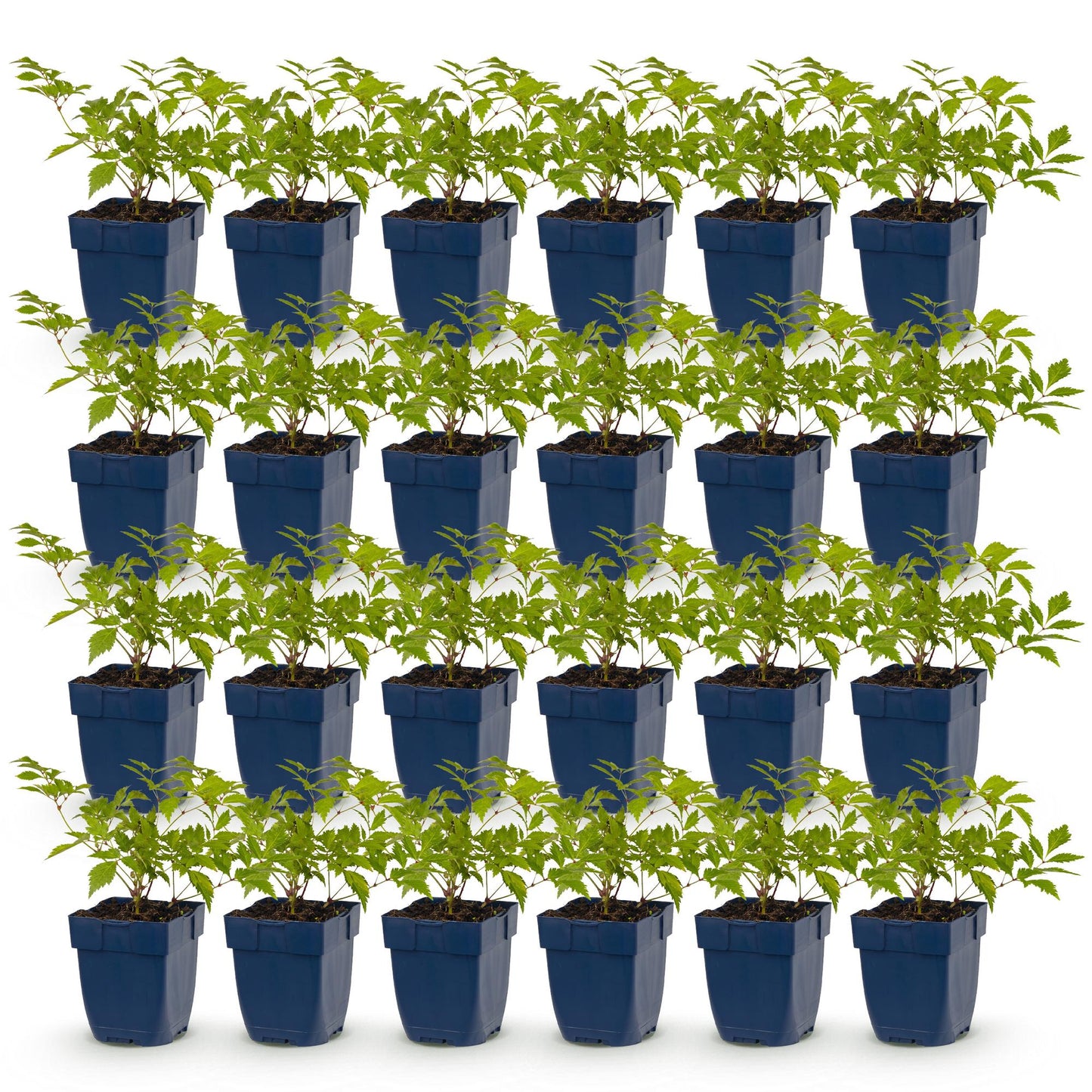 Green boutiQ - Plante vivace - Astilbe (J) Deutschland - Spiraea des marais - Ombre - Blanc - 24 Plantes - Pot 11cm - Hauteur 15-25cm