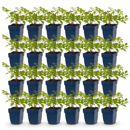 Green boutiQ - Plante vivace - Astilbe (J) Deutschland - Spiraea des marais - Ombre - Blanc - 24 Plantes - Pot 11cm - Hauteur 15-25cm