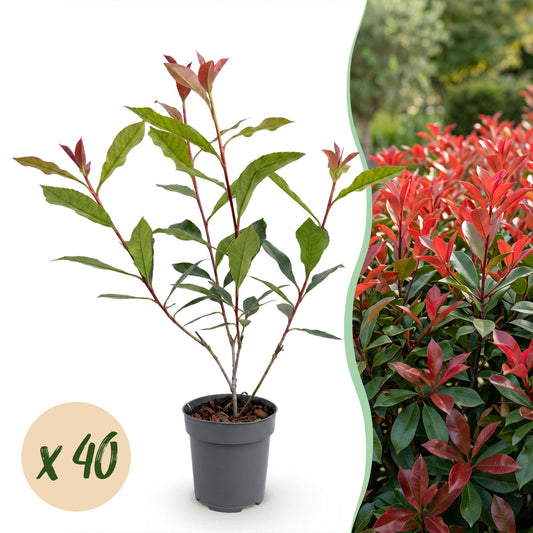 Green boutiQ - 40x Photinia fraseri Carre Rouge - Glossy Mispel - Hedge Plants - Evergreen - Red - Pot 9cm - Height 25-35cm
