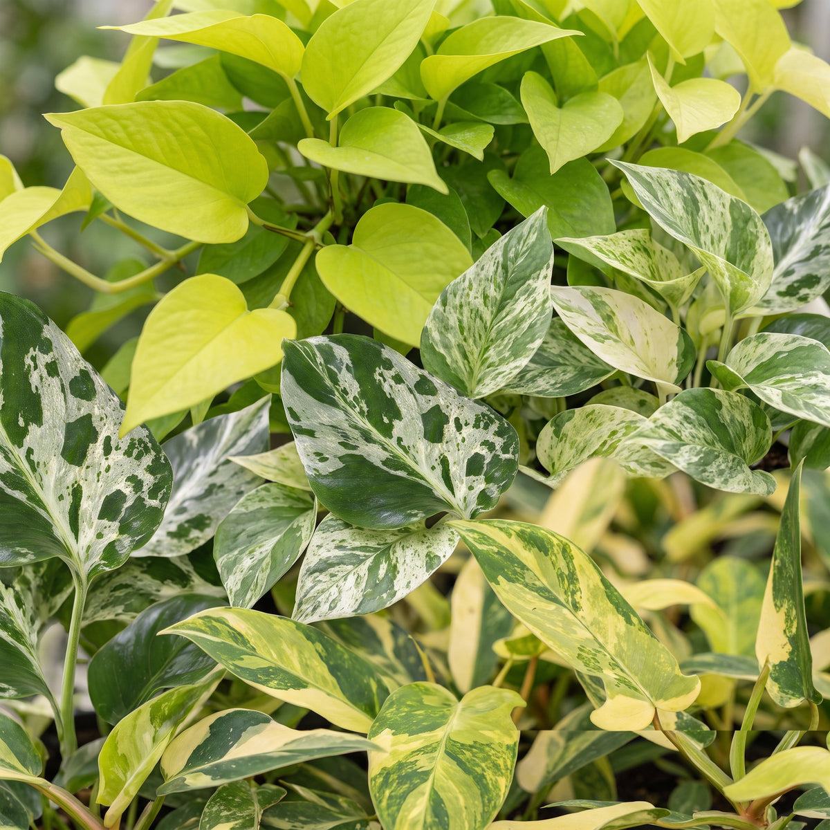 3x Baby Tropical Mix - Misto - Tropicale - incl. Linnea Misty Blue - Ø6cm - ↕10-15cm
