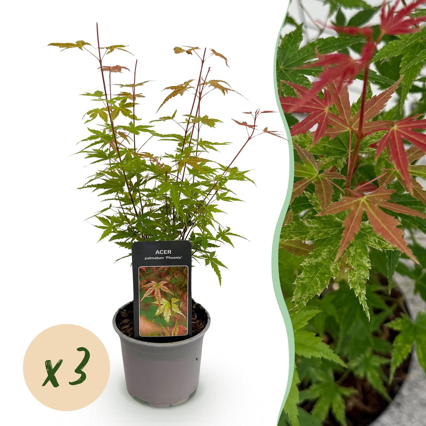 Green boutiQ - Garden Plant - Acer palmatum Phoenix - Pink - 3 Plants - Deciduous - Low Maintenance - Pot 12cm Height 35cm