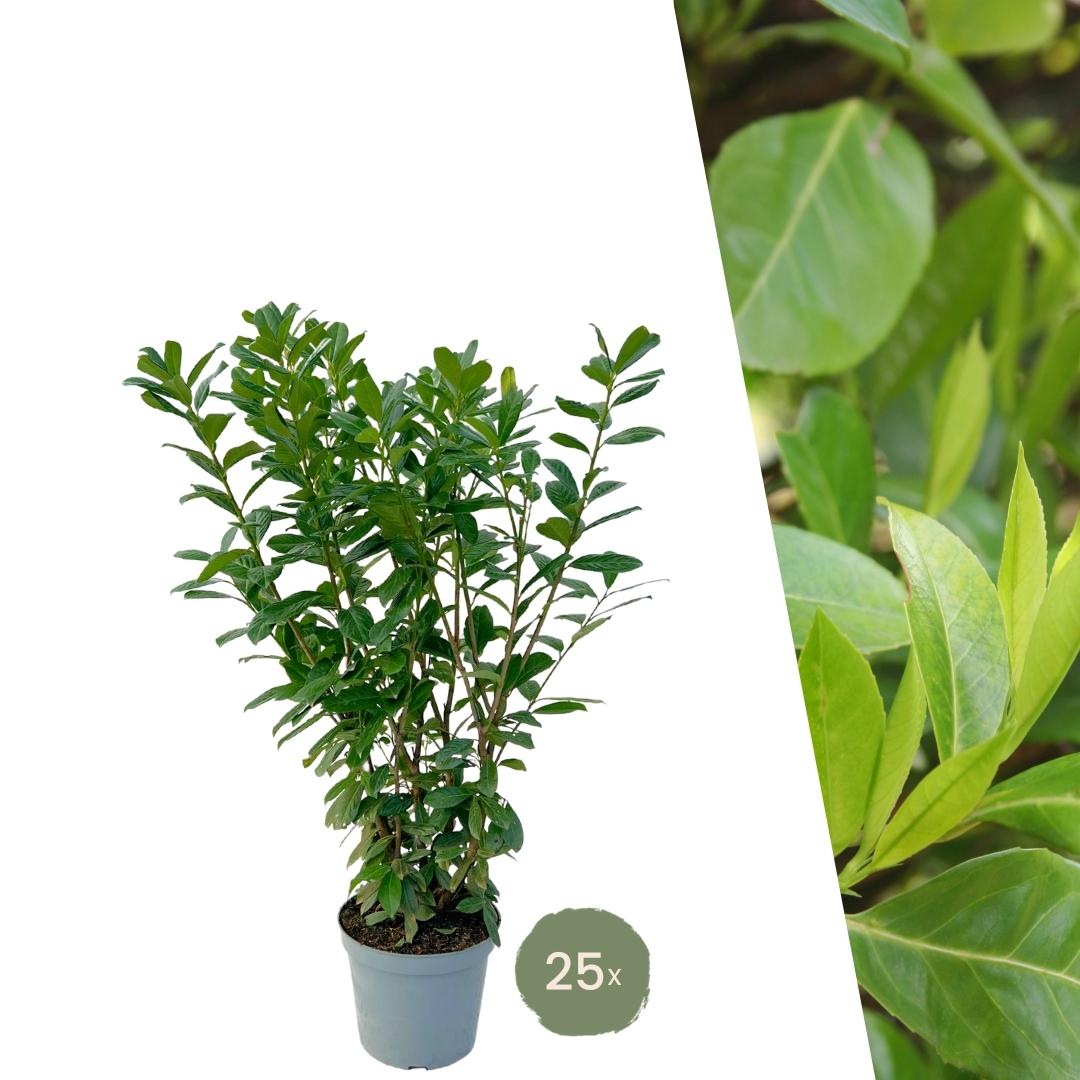 Lauroceraso Novita di grandi dimensioni per 10 metri lineari di siepe | - 12L - 25 x | ↨ 100-125 cm