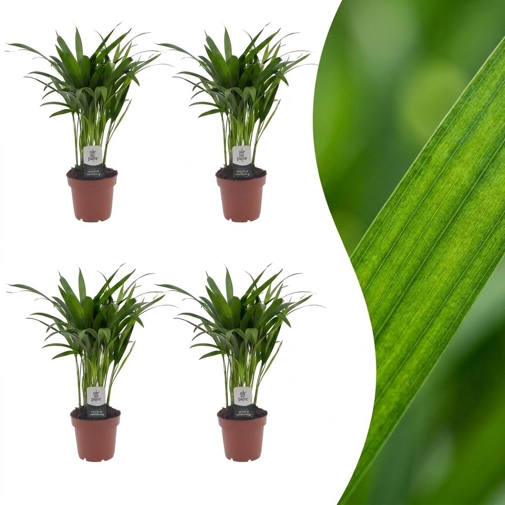 Areca Lutescens - Goudpalm - 4 Planten - Pot 12cm - Hoogte - 45cm