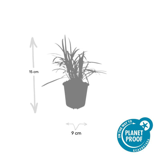 48x Liriope muscari 'Monroe White' - ↕10-25cm - Ø9cm