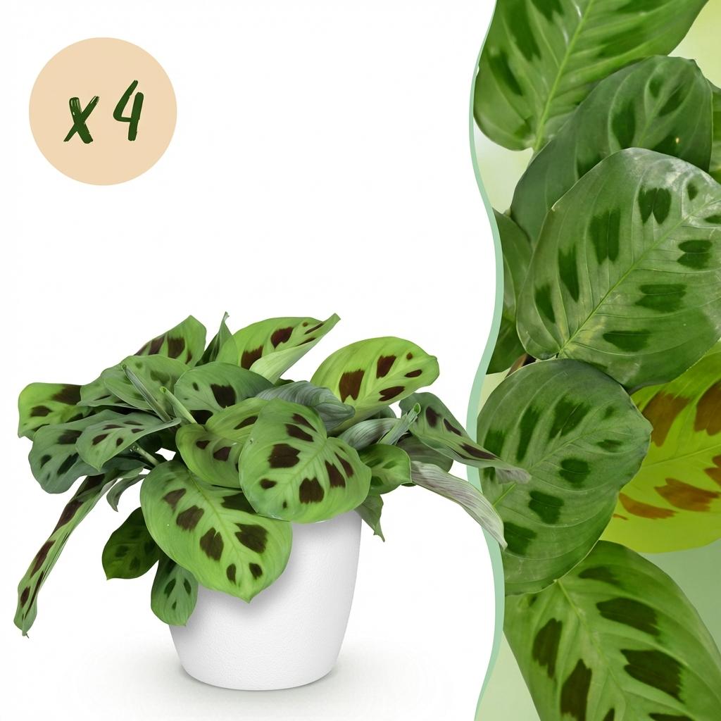 Green boutiQ - Houseplant - Maranta Fascinator Kerchoveana - Zebra Plant - Pet Friendly Plant - Green - 4 Plants - with Potter White - Pot 12cm - Height 25cm
