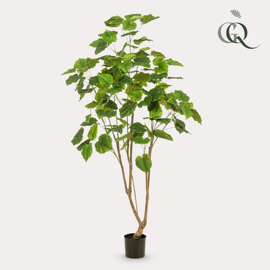 Pianta artificiale - Ficus umbellate - Fico africano - 180cm