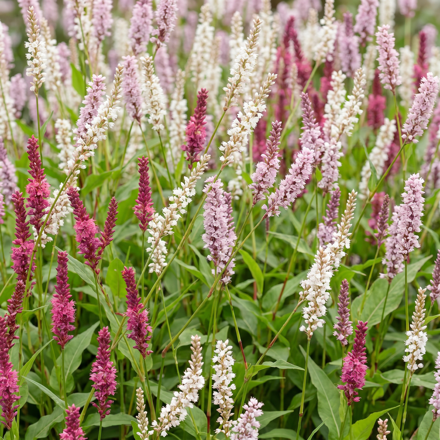 Vasteplant - Persicaria Tricolour - Duizendknoop - Schaduw - Rood - Roze - Wit - 6 Planten - Pot 11cm - Hoogte 15-25cm