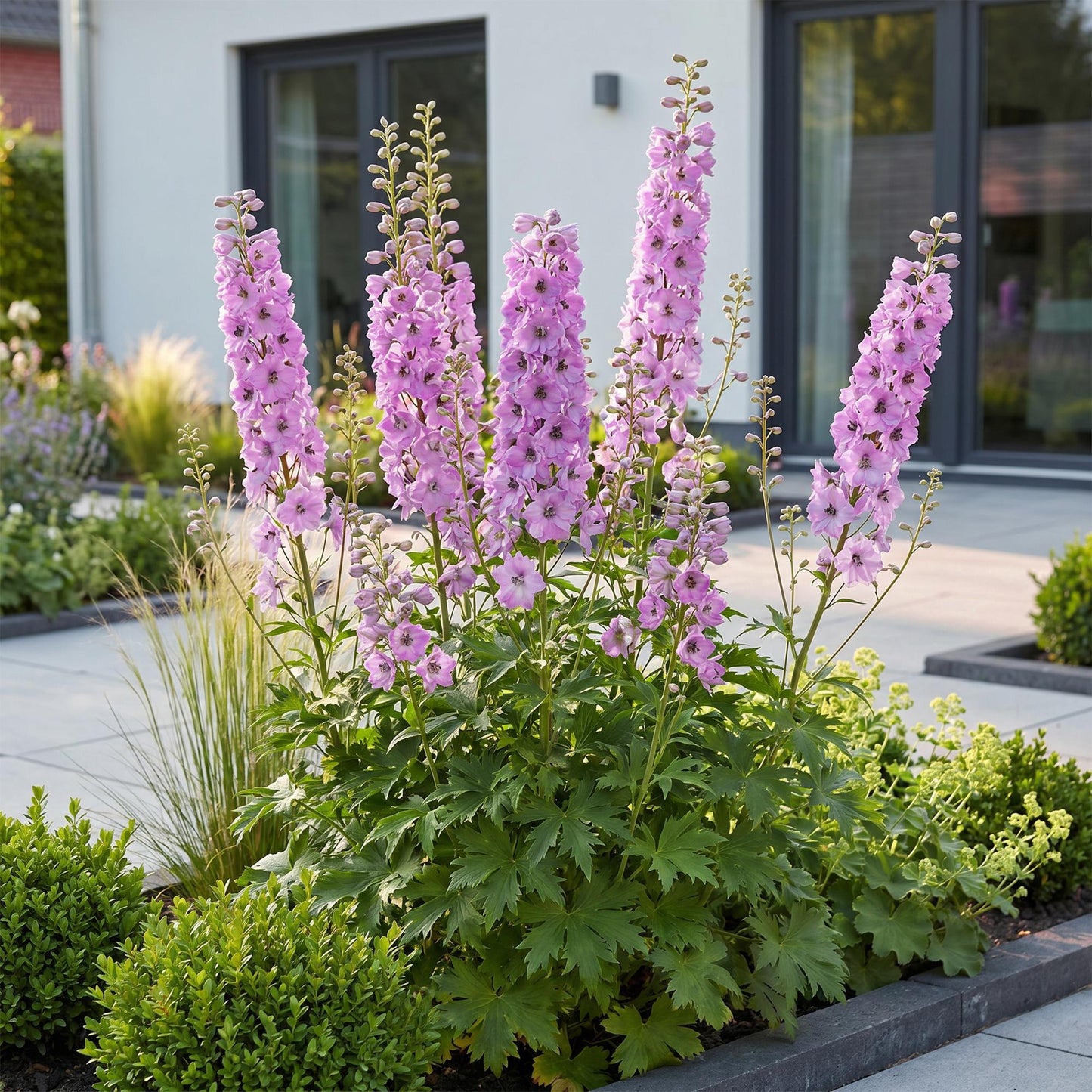 Green boutiQ - Plante vivace - Delphinium (P) Astolat - Gloire du jardin - Attire les abeilles et les papillons - Rose - 24 Plantes - Pot 11cm - Hauteur 15-25cm