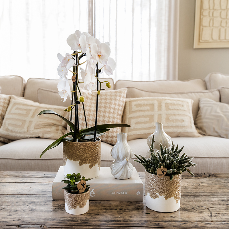 Kolibri Orchids | Witte Niagara Falls orchidee + Bloom sand sierpot – potmaat Ø12cm | bloeiende kamerplant – vers van de kweker