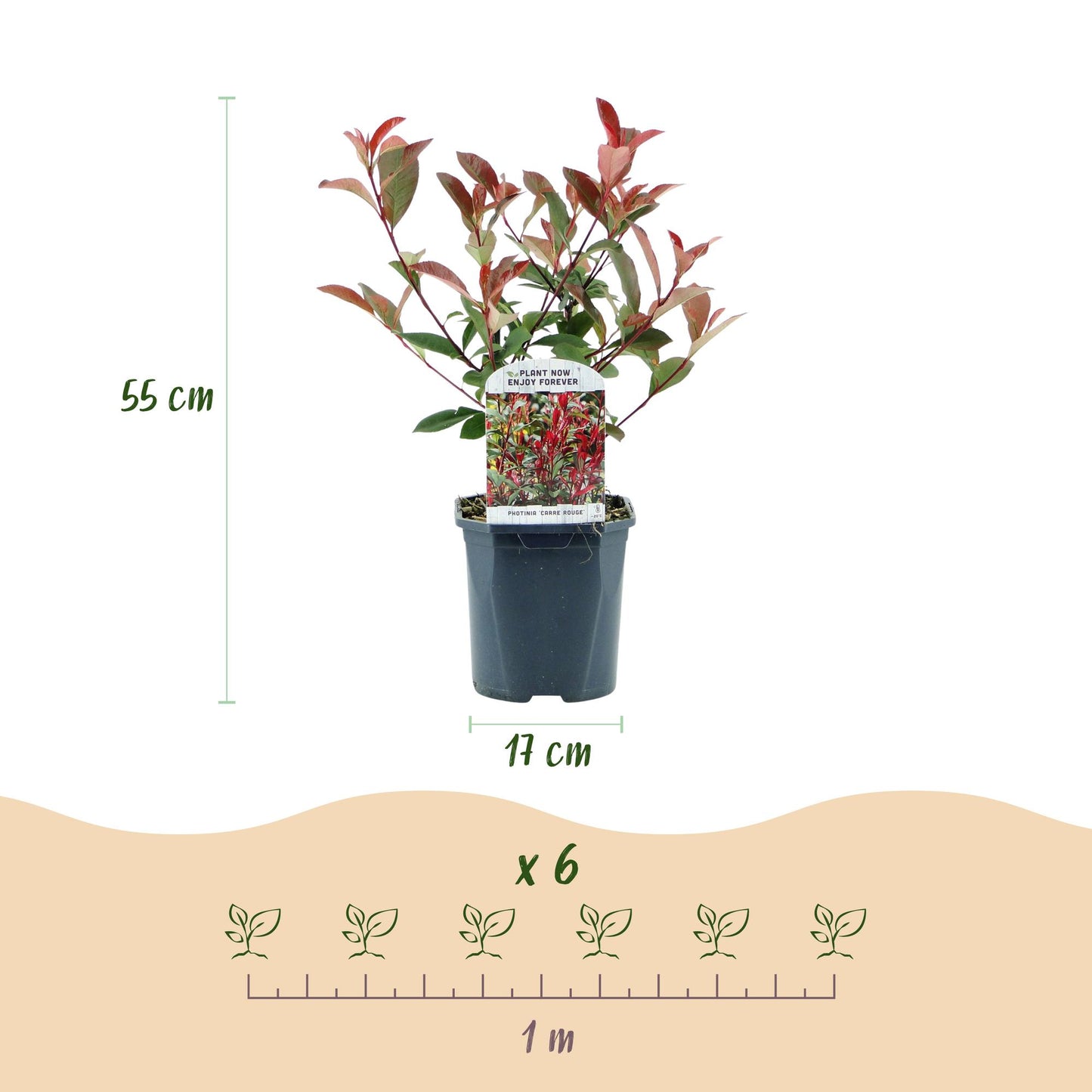 GreenboutiQ - Plantes de haie - Photinia fraseri Carre Rouge - vert rouge - 6 plantes - 1 mètre linéaire - persistant - pot 17cm hauteur 55cm