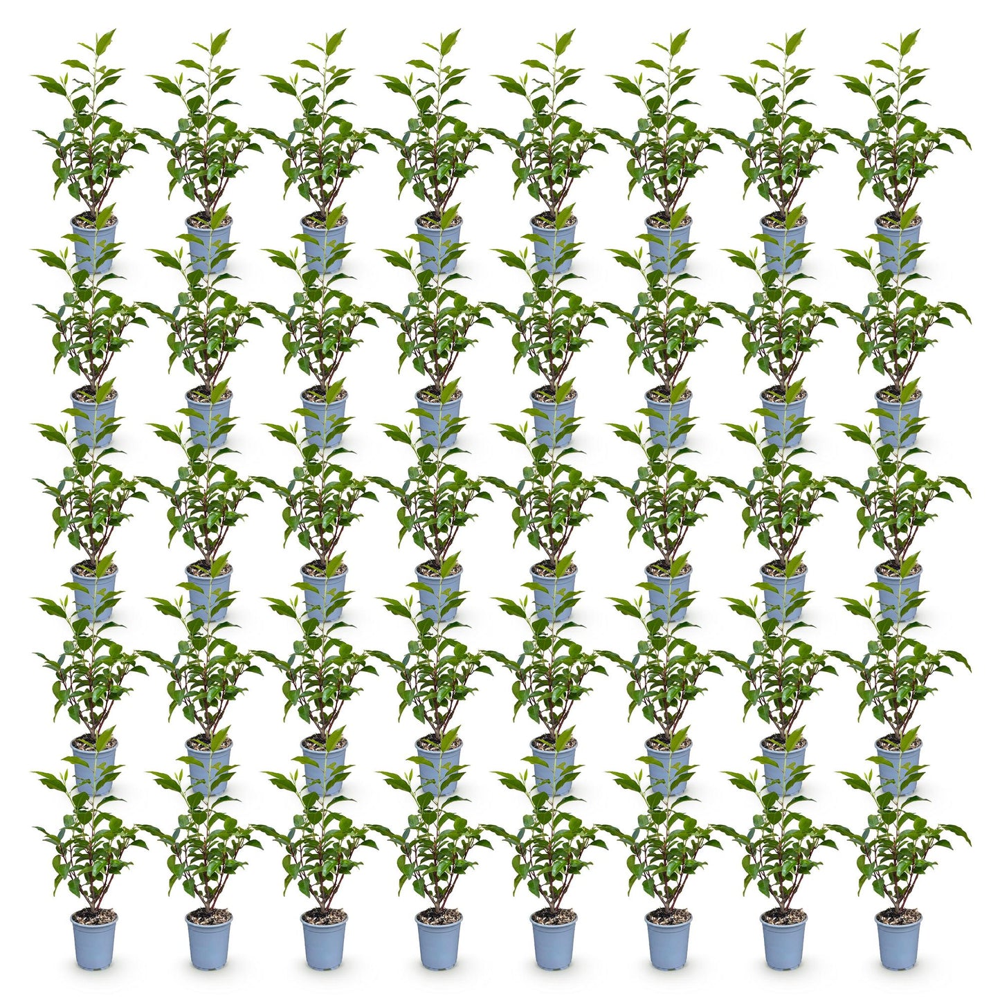 Green boutiQ - 40x Prunus lusitanica Angustifolia - Portuguese Laurel - Hedge Plants - Evergreen - Green - Pot 9cm - Height 25-35cm
