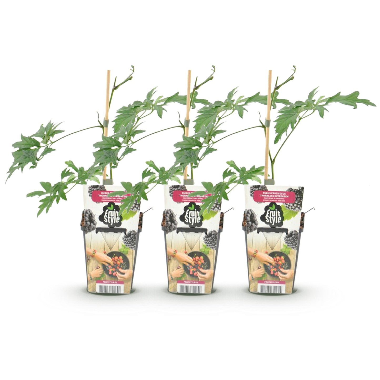 Green boutiQ - Fruitplanten - Groenblijvende Braam - Rubus Thornless Evergreen - Winterhard - 3 Planten - Pot 9 cm - Zwarte Braam