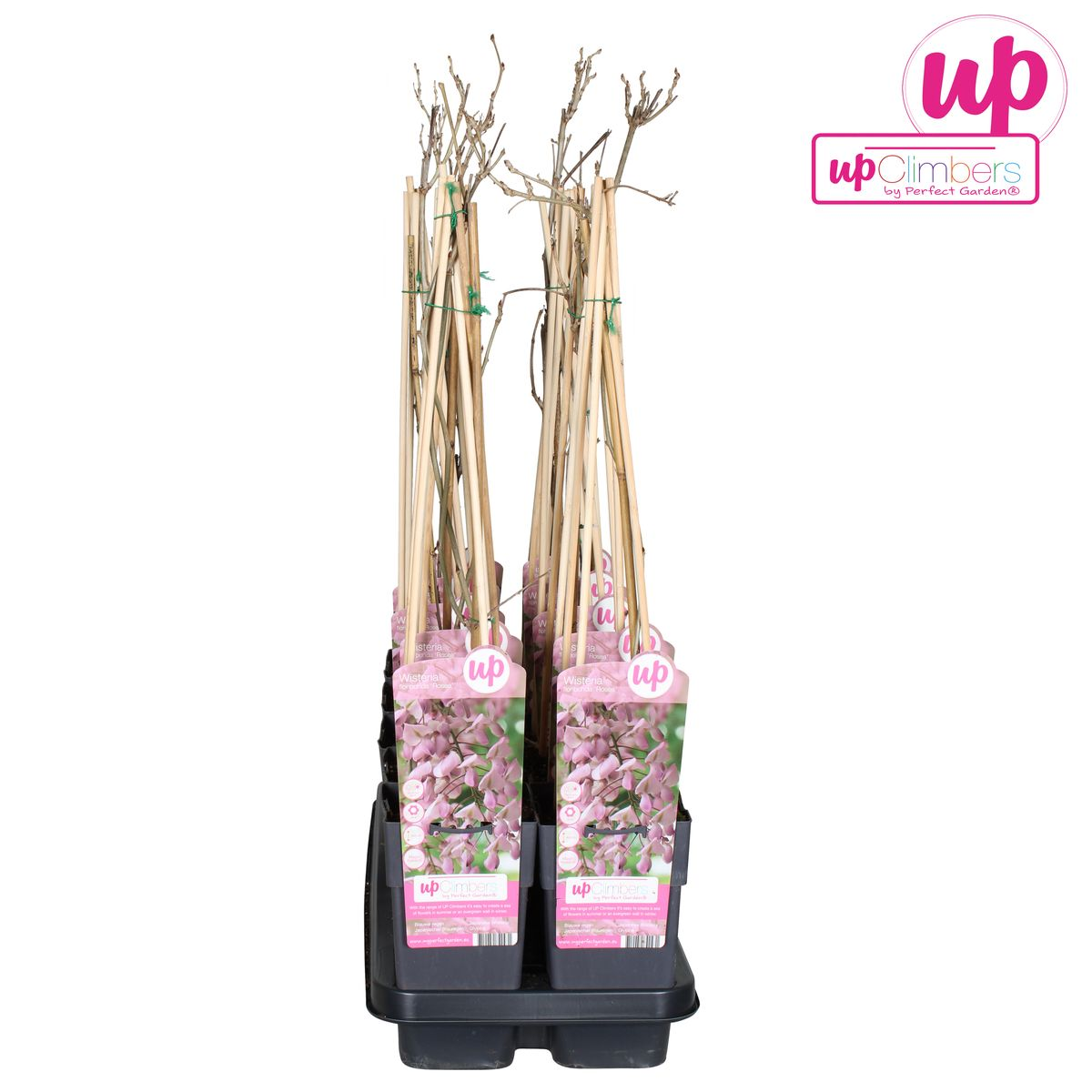 Wisteria floribunda 'Rosea' - Glicine rosa - Ø15cm - ↕65cm