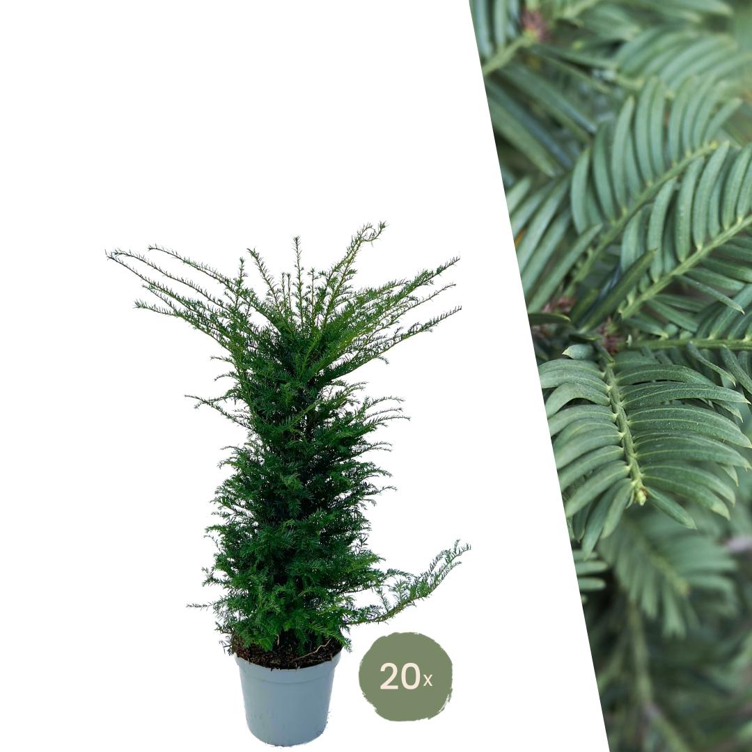 Grandi piante di tasso per 10 metri lineari di siepe | - 12L - 20 x | ↨ 100-125 cm