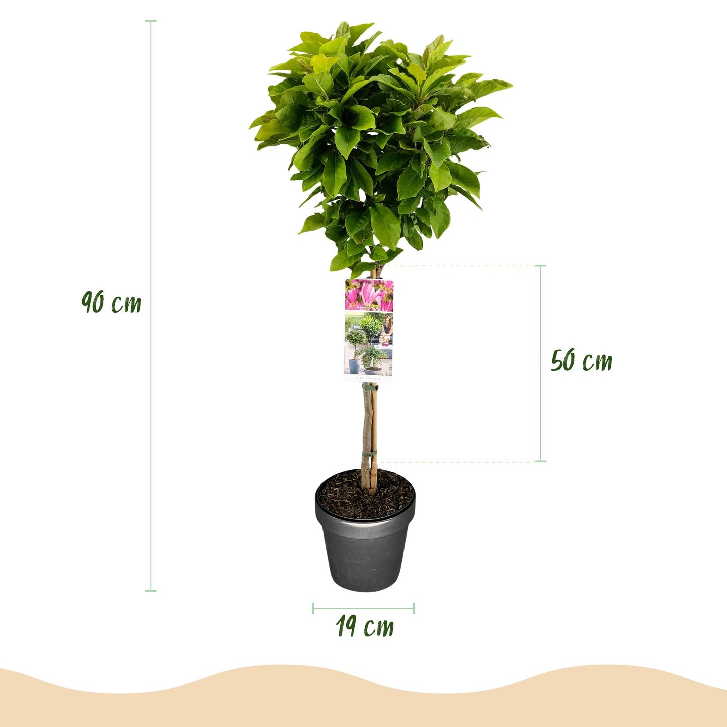 Green boutiQ - Plant on Stem - Magnolia Susan - Patio Plant - Deciduous - Winter Hardy - Pink Flower - Pot 19cm Height 90cm