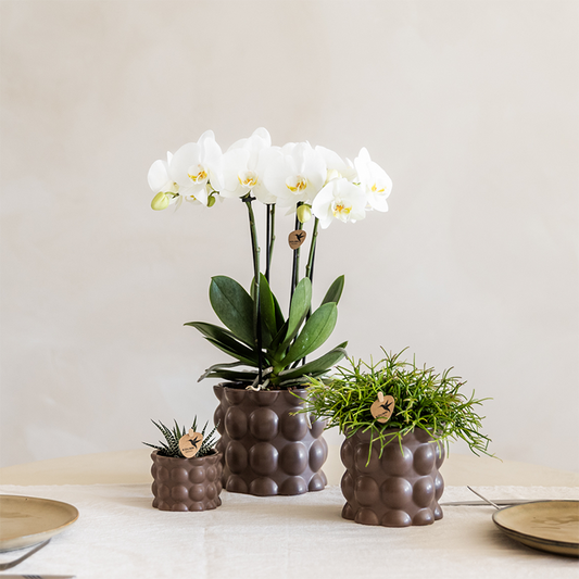Kolibri Orchids | Set di piante di cotone marrone | Piante verdi con orchidea Phalaenopsis bianca Ghent in vasi di ceramica