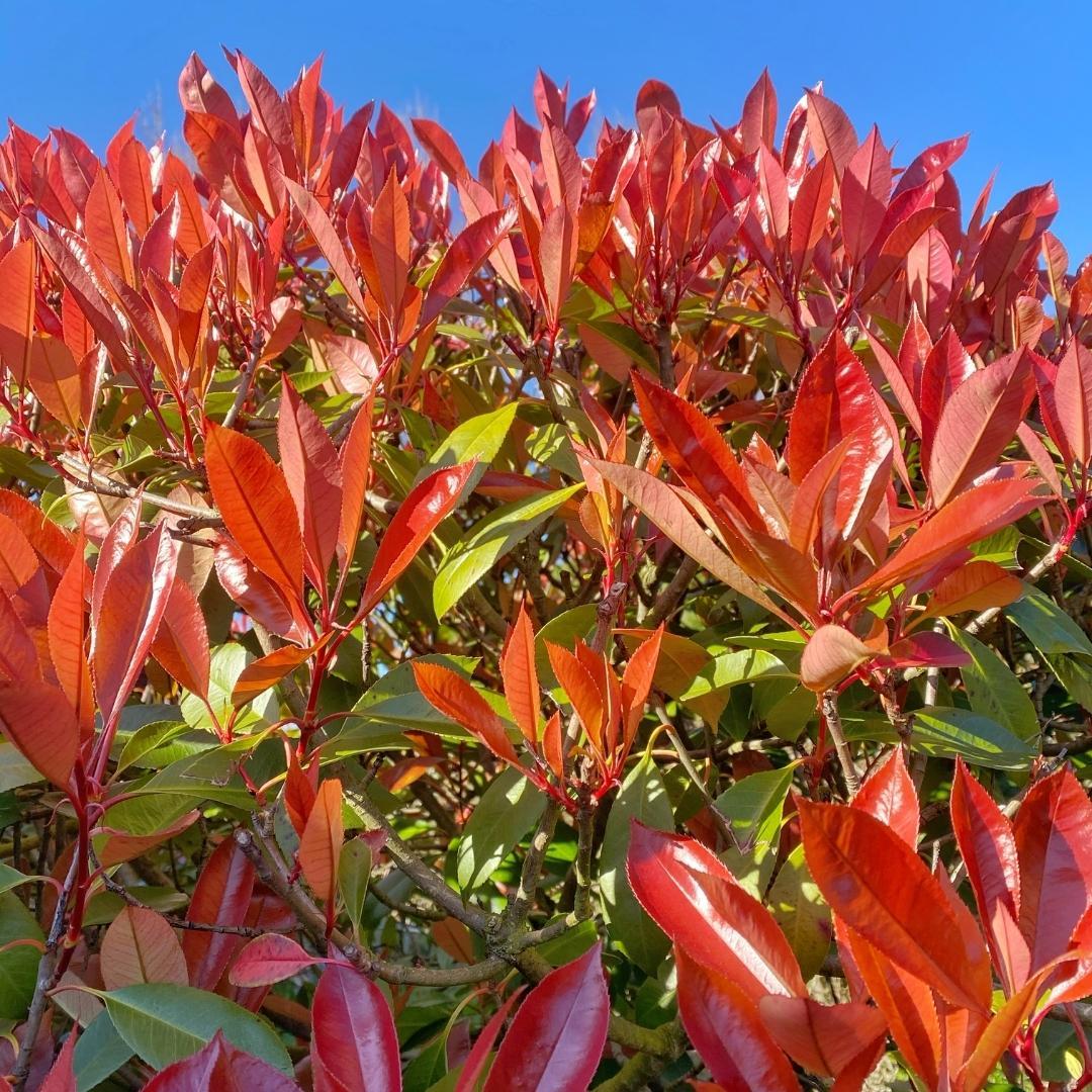 Grandi Photinia per 10 metri lineari di siepe | - 12L - 20x | ↨ 125-150 cm - Carré Rouge