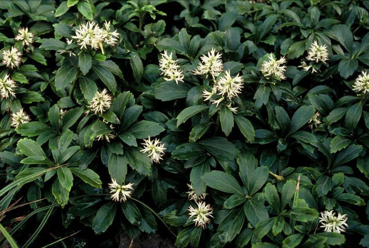 60x Pachysandra term. 'Green Sheen' - ↕10-25cm - Ø9cm