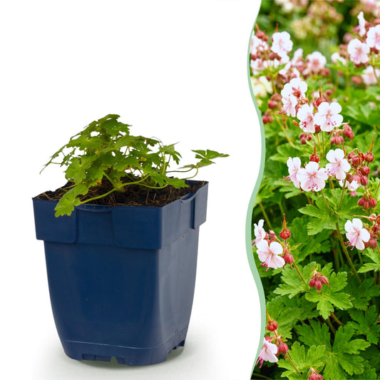 Vasteplant - Geranium macr. Spessart - Ooievaarsbek - Bodembedekkend - Wit-Roze - 6 Planten - Pot 11cm - Hoogte 15-25cm