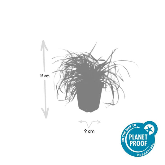 48x Carex oshim. 'Evergold' - ↕10-25cm - Ø9cm