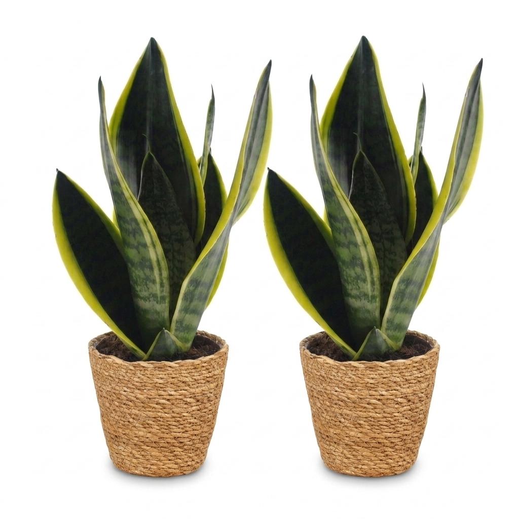 Sansevieria Future Superb - Snake Plant - 2 Plants - with Basket - Pot 12cm - Height 35cm
