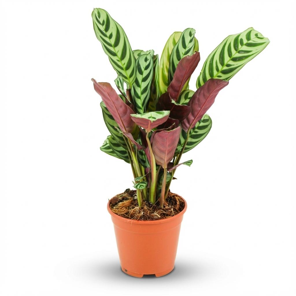 Ctenanthe Burle-Marxii - Ø 14 cm - Altezza: 35 - 40 cm