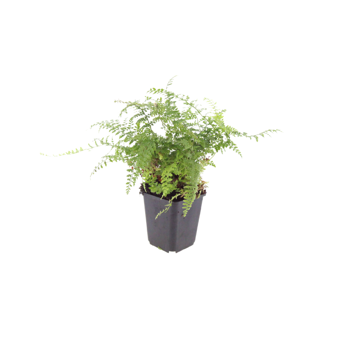 12x Polystichum set. 'Herrenhausen' - ↕10-25cm - Ø9cm