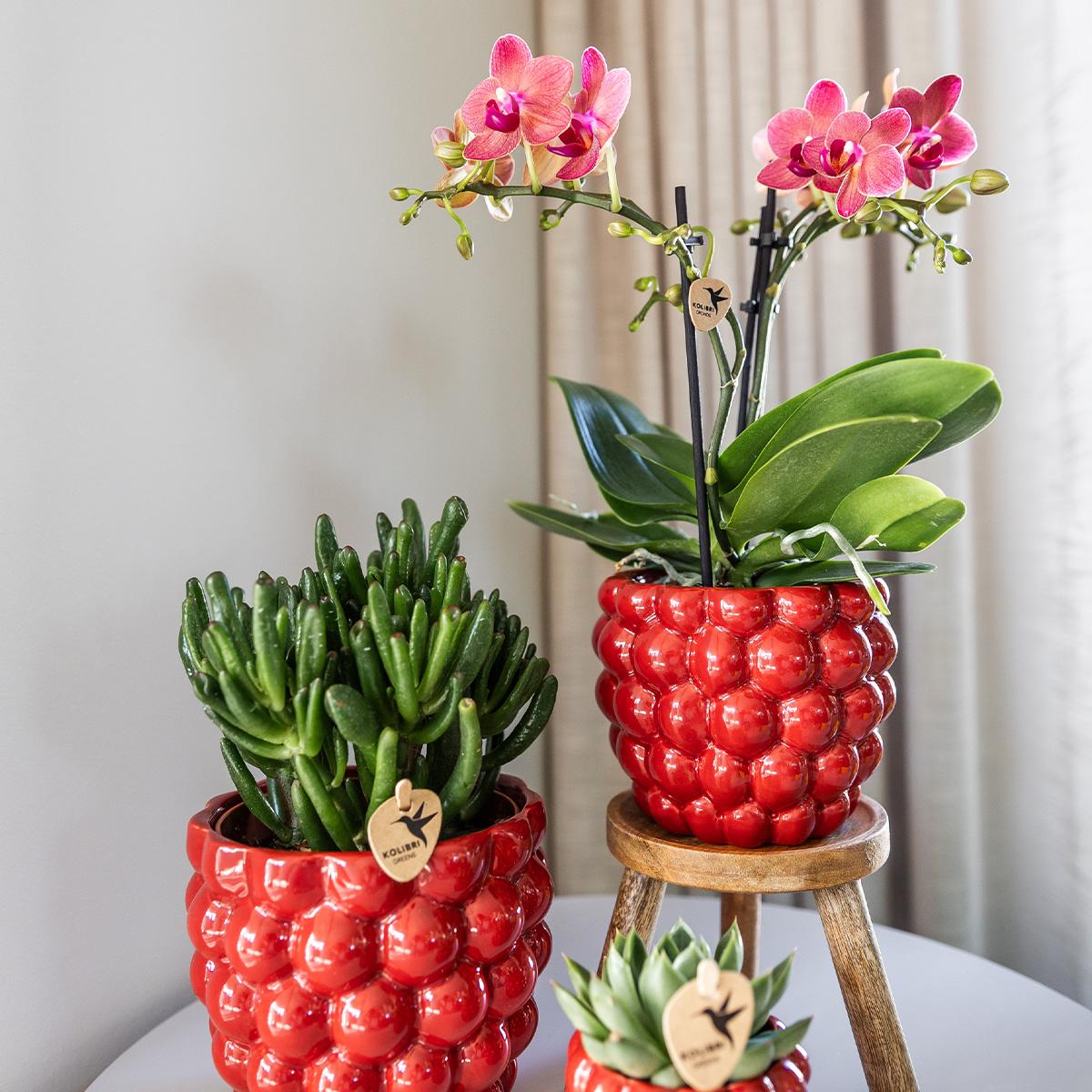 Kolibri Orchids | COMBI DEAL di 4 orchidee Phalaenopsis arancioni - Congo - diametro vaso 9cm | pianta da appartamento fiorita - fresca dal coltivatore