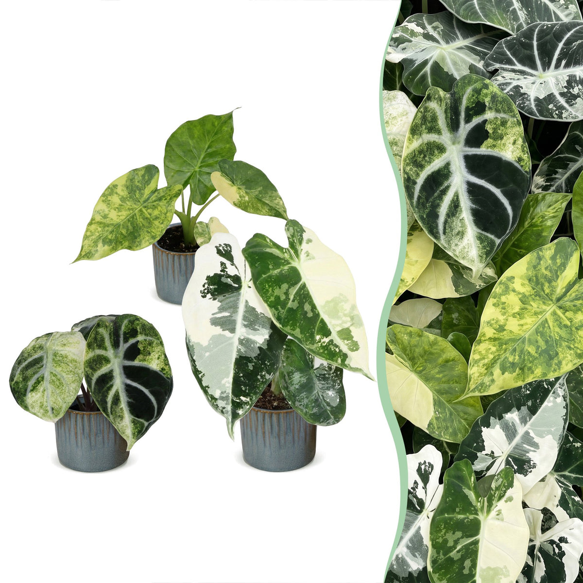 3x Baby Alocasia Tricolour Variegata - Green - Black - Variegated - Tropical - incl. Linnea Misty Blue - Ø6cm - ↕5-15cm