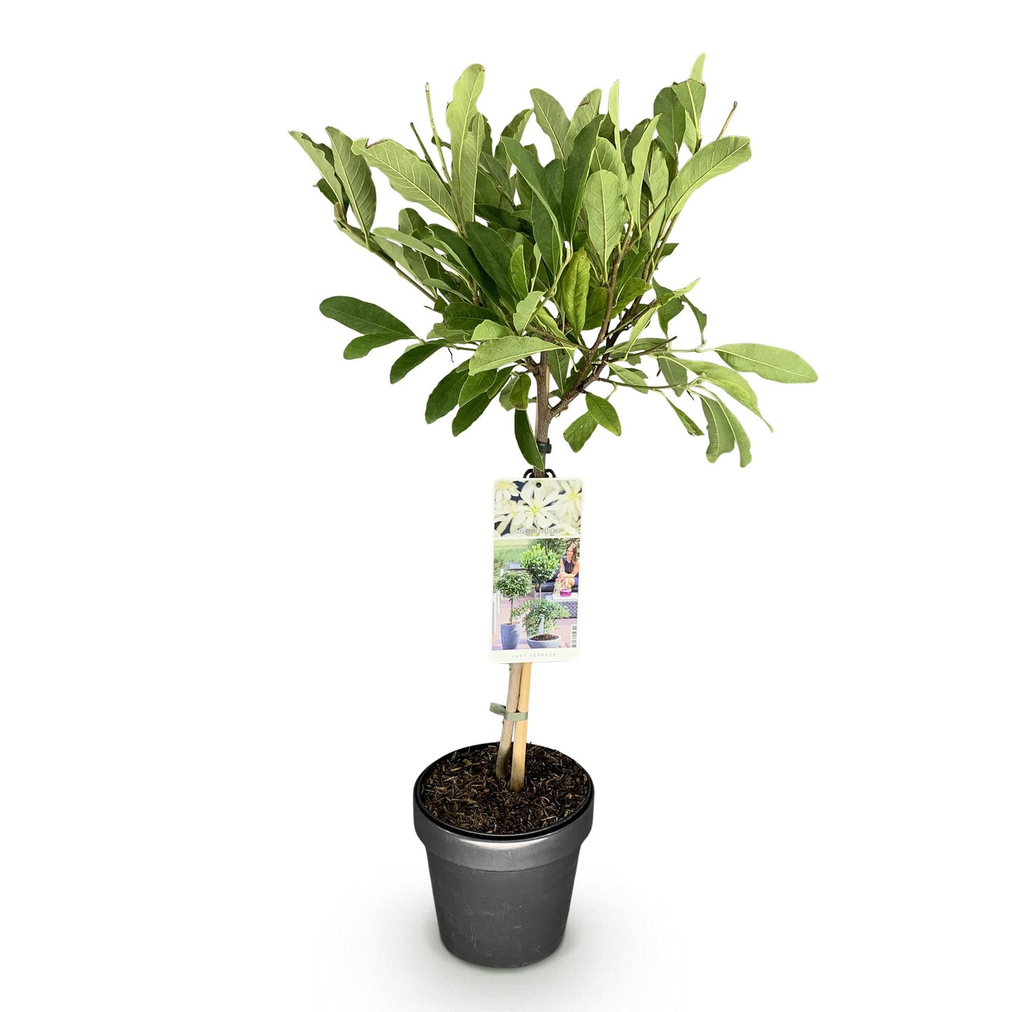 Green boutiQ - Plant on Stem - Magnolia stellata - Terrace Plant - Deciduous - Winter Hardy - White Flower - Pot 19cm Height 90cm