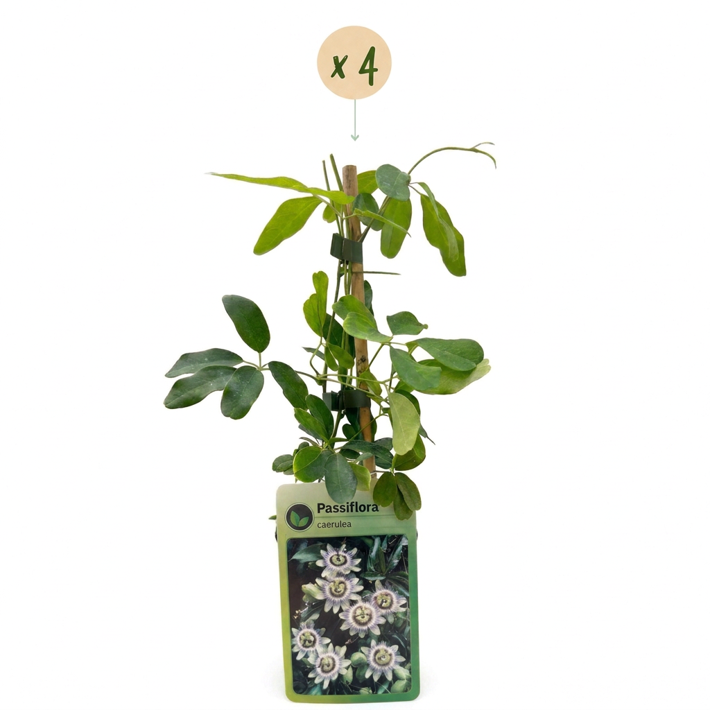 4x Passiflora caerulea - Blauwe passiebloem - Wit - Paars - Klimplant - Ø9cm - ↕35cm