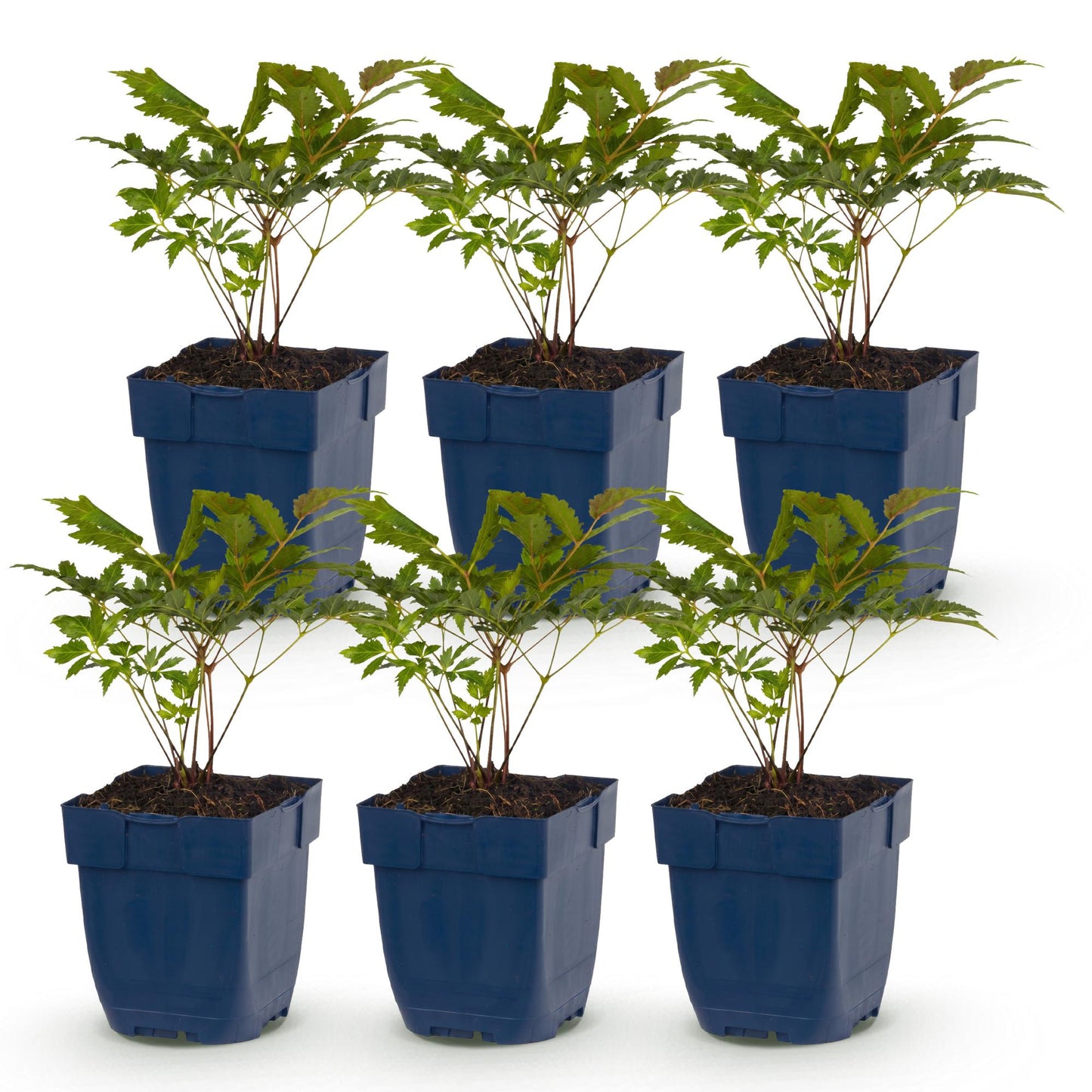 Green boutiQ - Plante vivace - Astilbe Tricolour - Spiraea en panicule - Ombre - Violet - Rose - Blanc - 6 Plantes - Pot 11cm - Hauteur 15-25cm