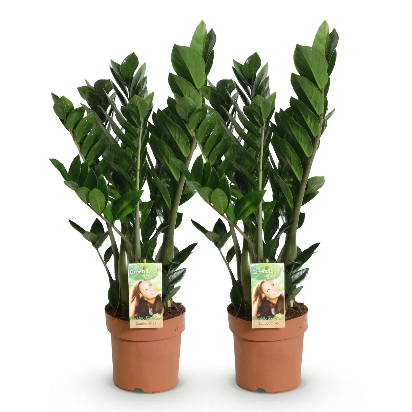 Green BoutiQ - Green is... Houseplants - Zamioculcas - ZZ-plant - Low maintenance - Green - 2 Plants - Pot 17cm - Height 65-75cm