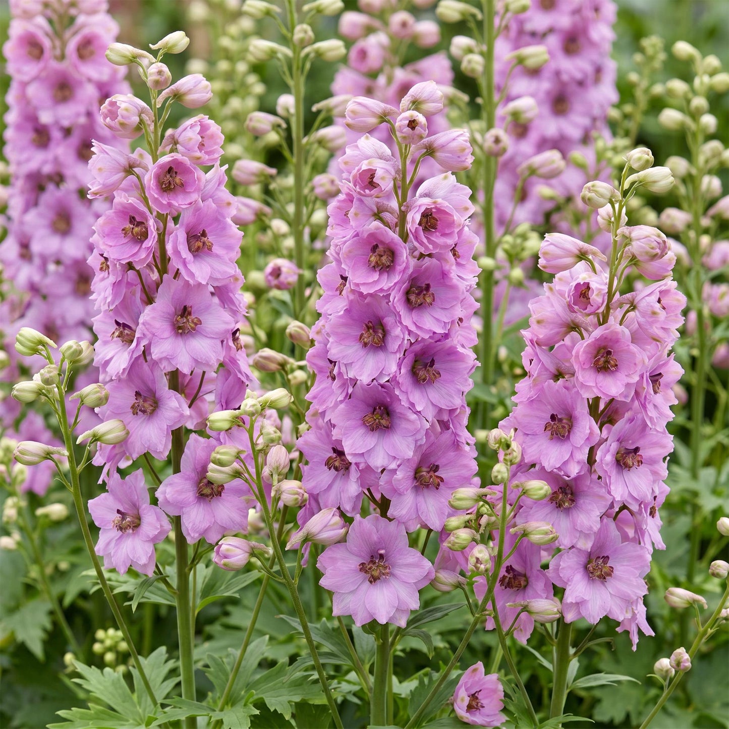 Green boutiQ - Plante vivace - Delphinium (P) Astolat - Gloire du jardin - Attire les abeilles et les papillons - Rose - 12 Plantes - Pot 11cm - Hauteur 15-25cm