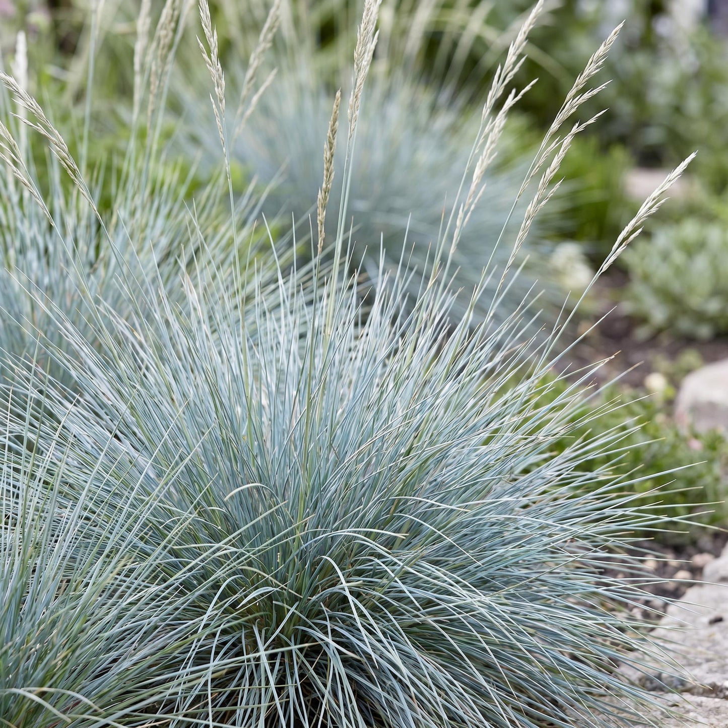 Vasteplant - Festuca glauca - Blauwgras - Groenblijvend - Blauw - 6 Planten - Pot 11cm - Hoogte 15-25cm