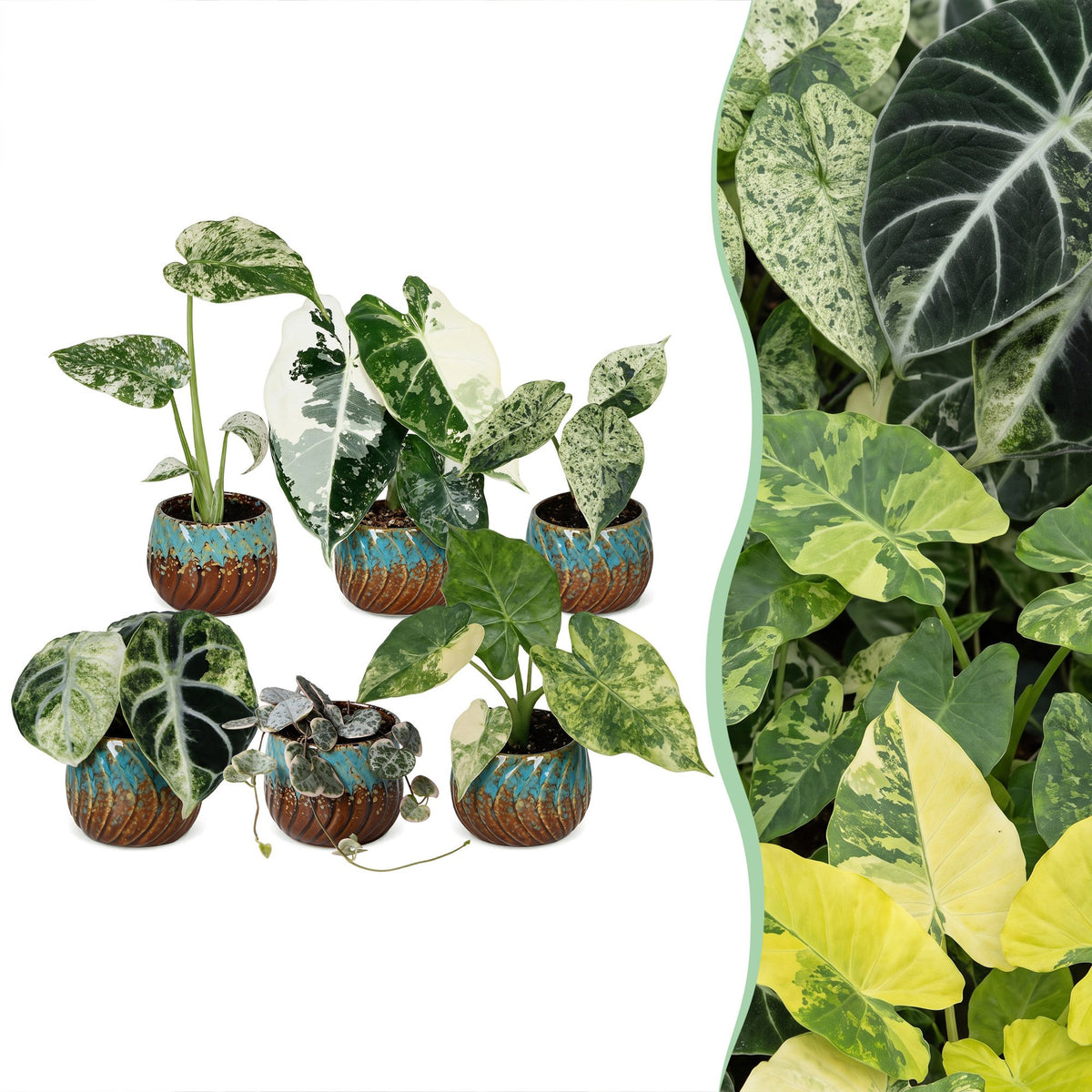 6x Baby Variegata Mix - Varie - Tropicale - incl. Copper Reef - Ø6cm - ↕10-15cm