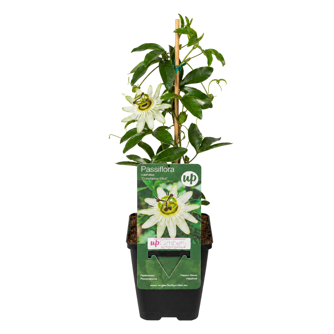 6x Passiflora caerulea ‘Constance Elliott’ – P9 pot – elegante wit bloeiende passiebloem