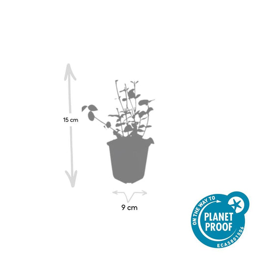 60x Forte di evonimo. 'Coloratus' - ↕10-25cm - Ø9cm