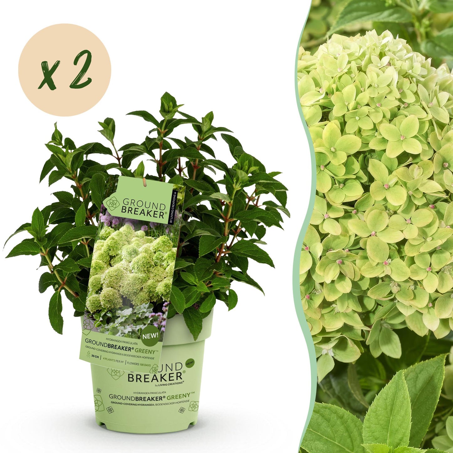 Green boutiQ - Pianta da Giardino - Hydrangea paniculata Groundbreaker Greeny - Ortensia Paniculata - Resistente - Crema - Piante - Vaso 14cm - Altezza 20-25cm