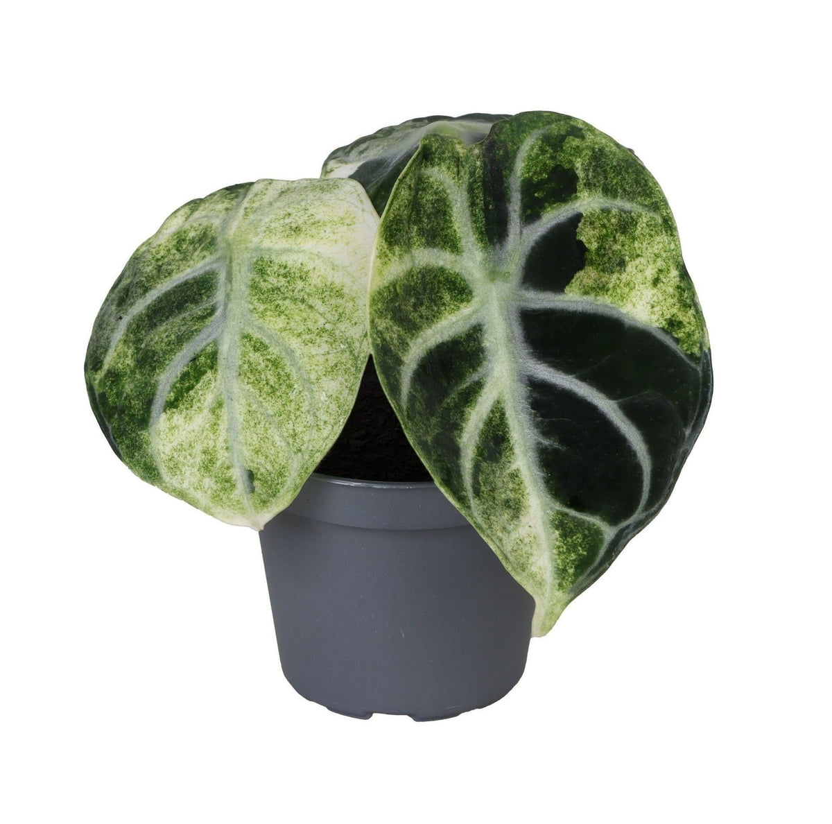 Alocasia Ninja Variegata - Alocasia Ninja Variegata - Zwart - Variegata - Tropisch - Ø6cm - ↕5cm