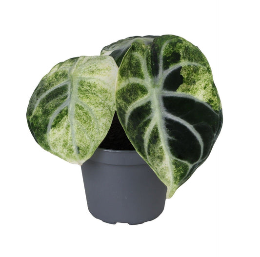 Alocasia Ninja Variegata - Alocasia Ninja Variegata - Zwart - Variegata - Tropisch - Ø6cm - ↕5cm