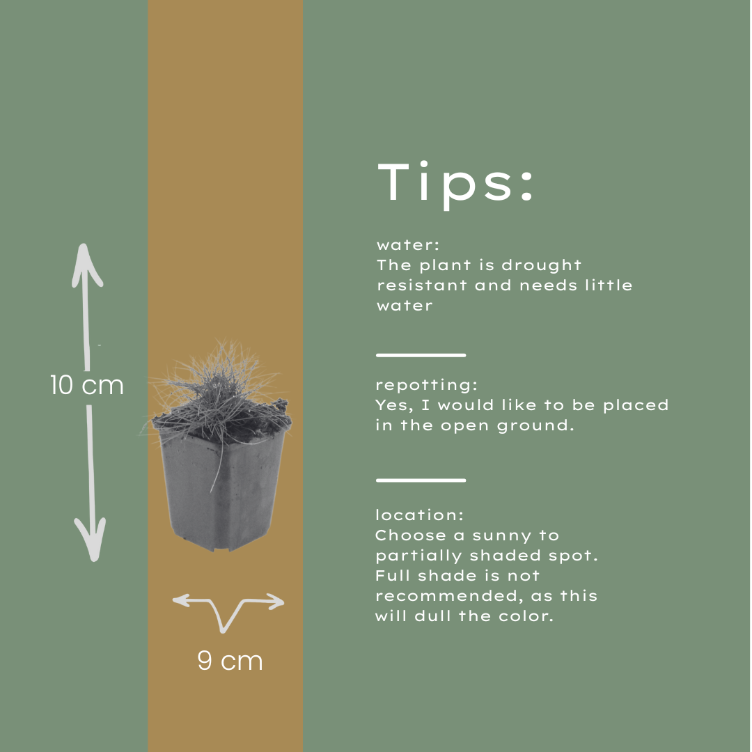 6x Festuca gautieri - ↕10-25cm - Ø9cm