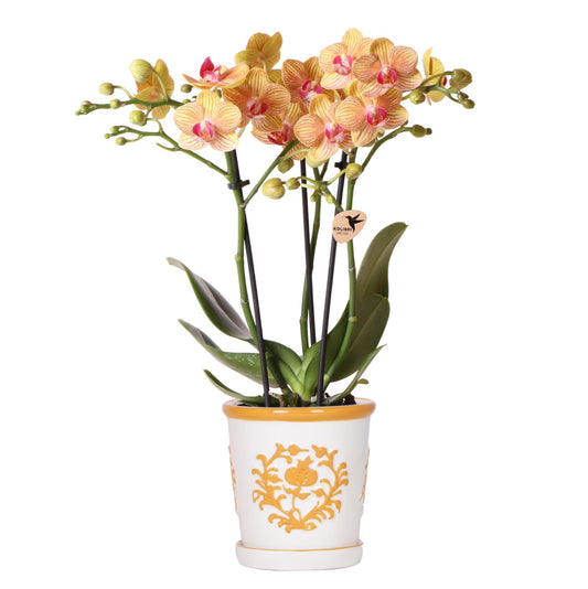 Orchidee colibrì | orchidea arancione Jamaica + Malaga vaso decorativo arancione - dimensioni vaso Ø9cm | pianta d'appartamento in fiore - fresca dal coltivatore