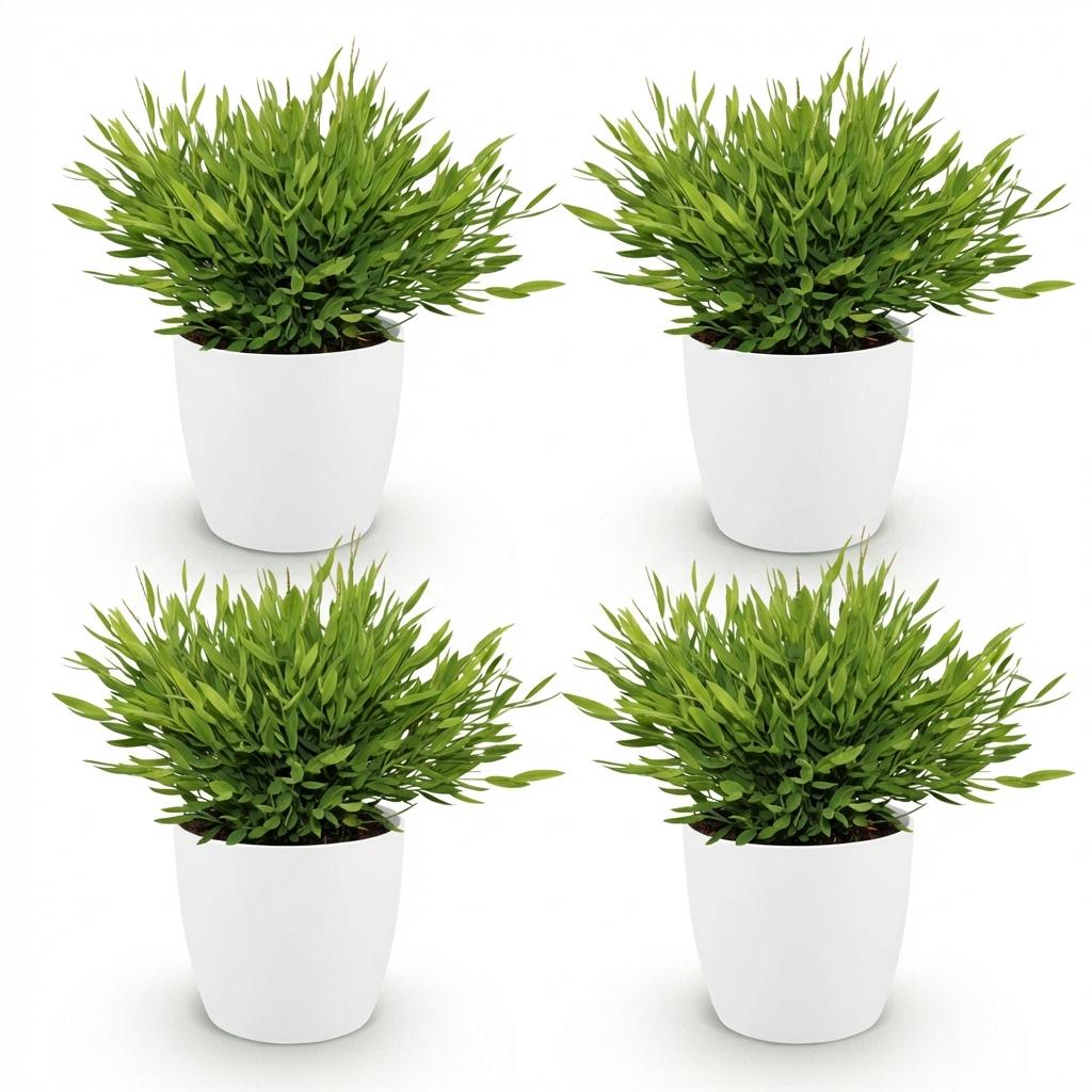 Houseplant - Bamusa Pogonatherum Monica - Bamboo Grass - Pet-Friendly Plant - Green - 4 Plants - with White Pot - Pot 12cm - Height 20cm